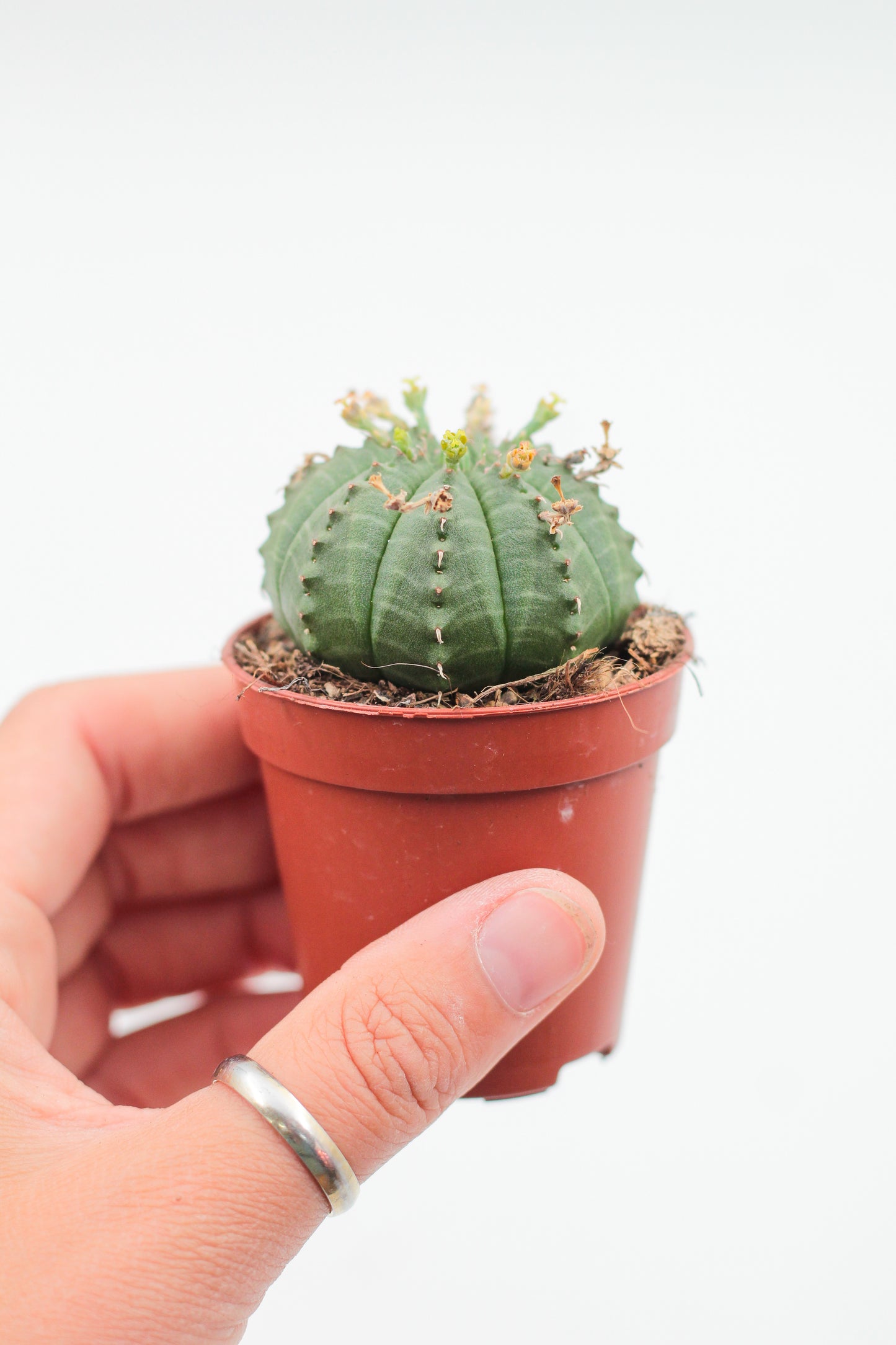 Euphorbia mix 3 pieces 5.5cm growing pot