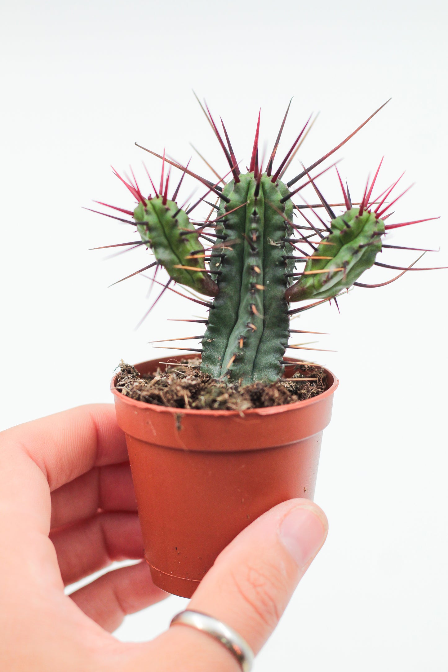 Euphorbia mix 3 pieces 5.5cm growing pot