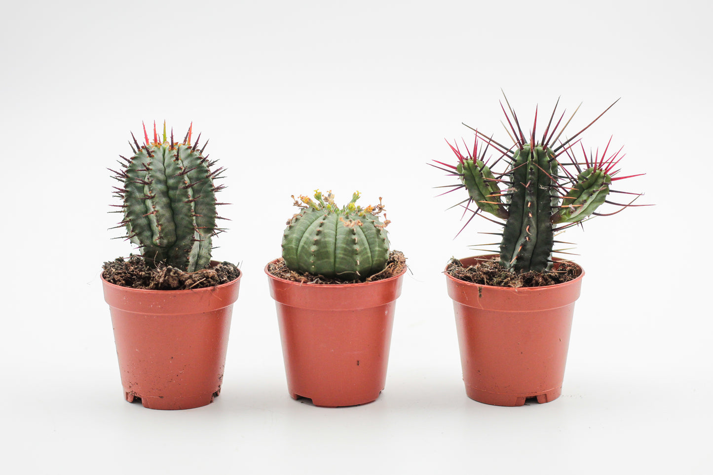 Euphorbia mix 3 pieces 5.5cm growing pot