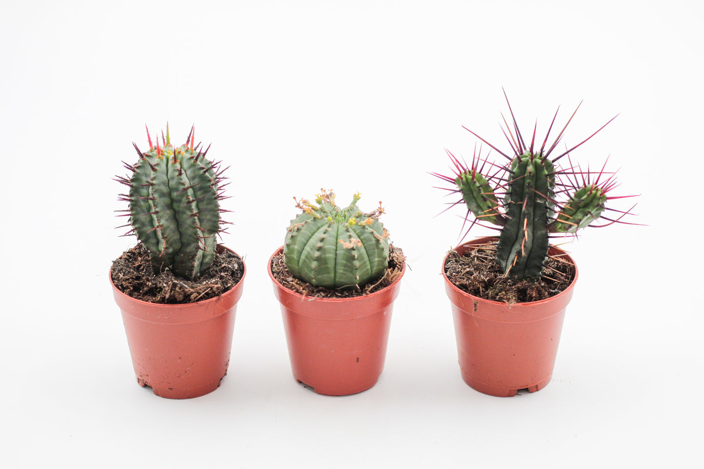 Euphorbia mix 3 pieces 5.5cm growing pot