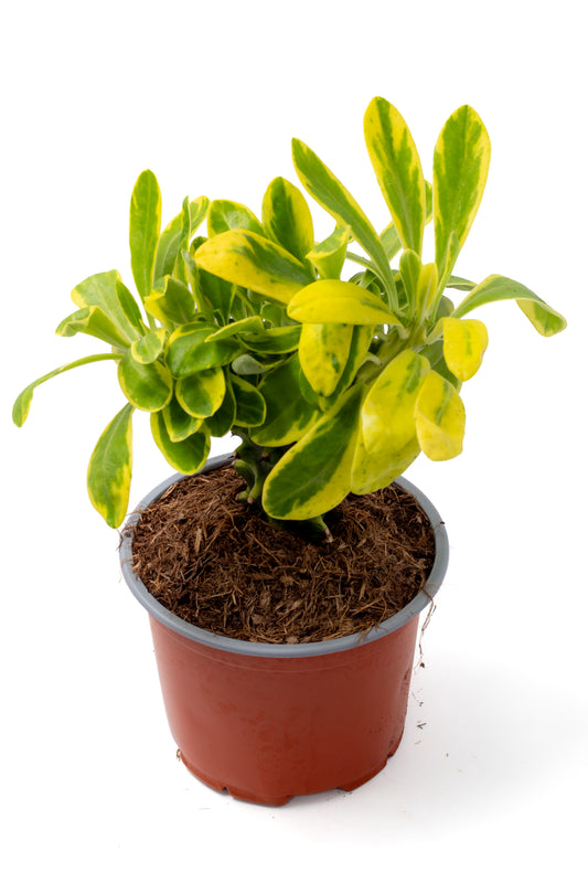 Euphorbia neriifolia variegata
