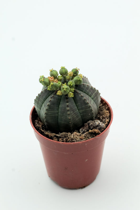 Euphorbia obesa