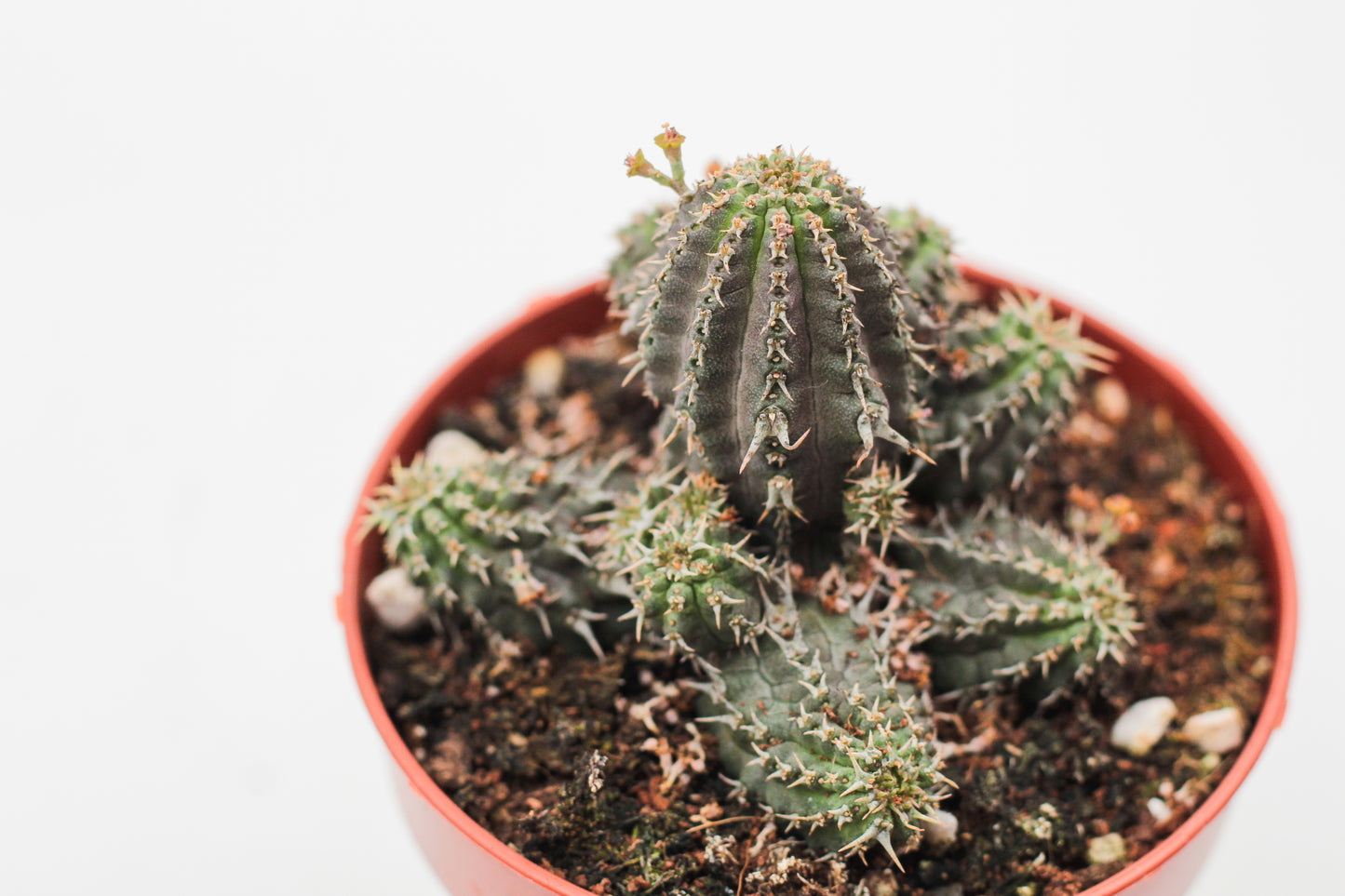 Euphorbia phillipsioides