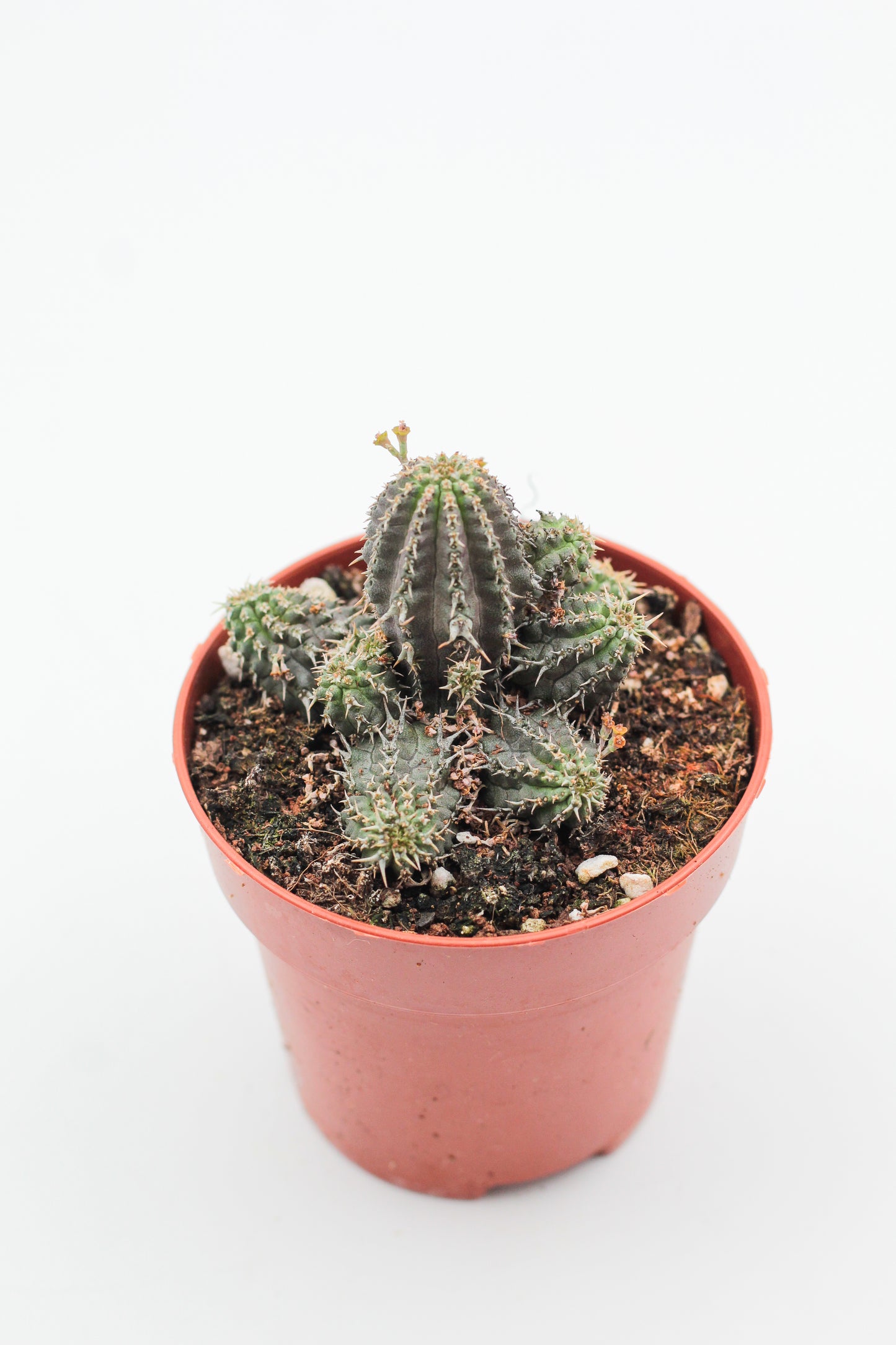 Euphorbia phillipsioides