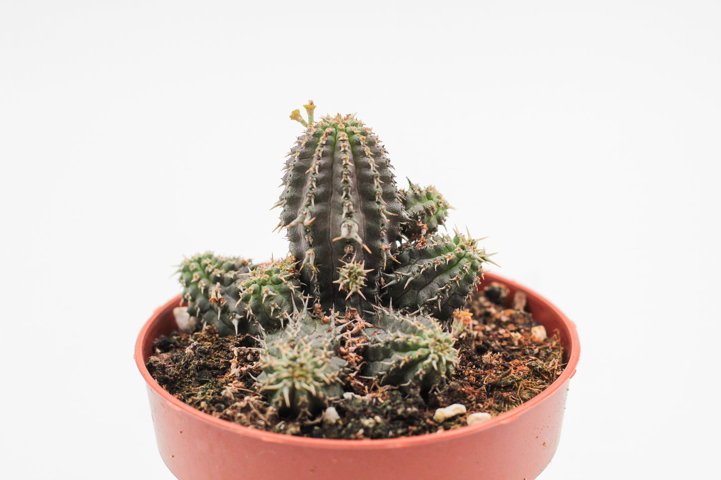 Euphorbia phillipsioides