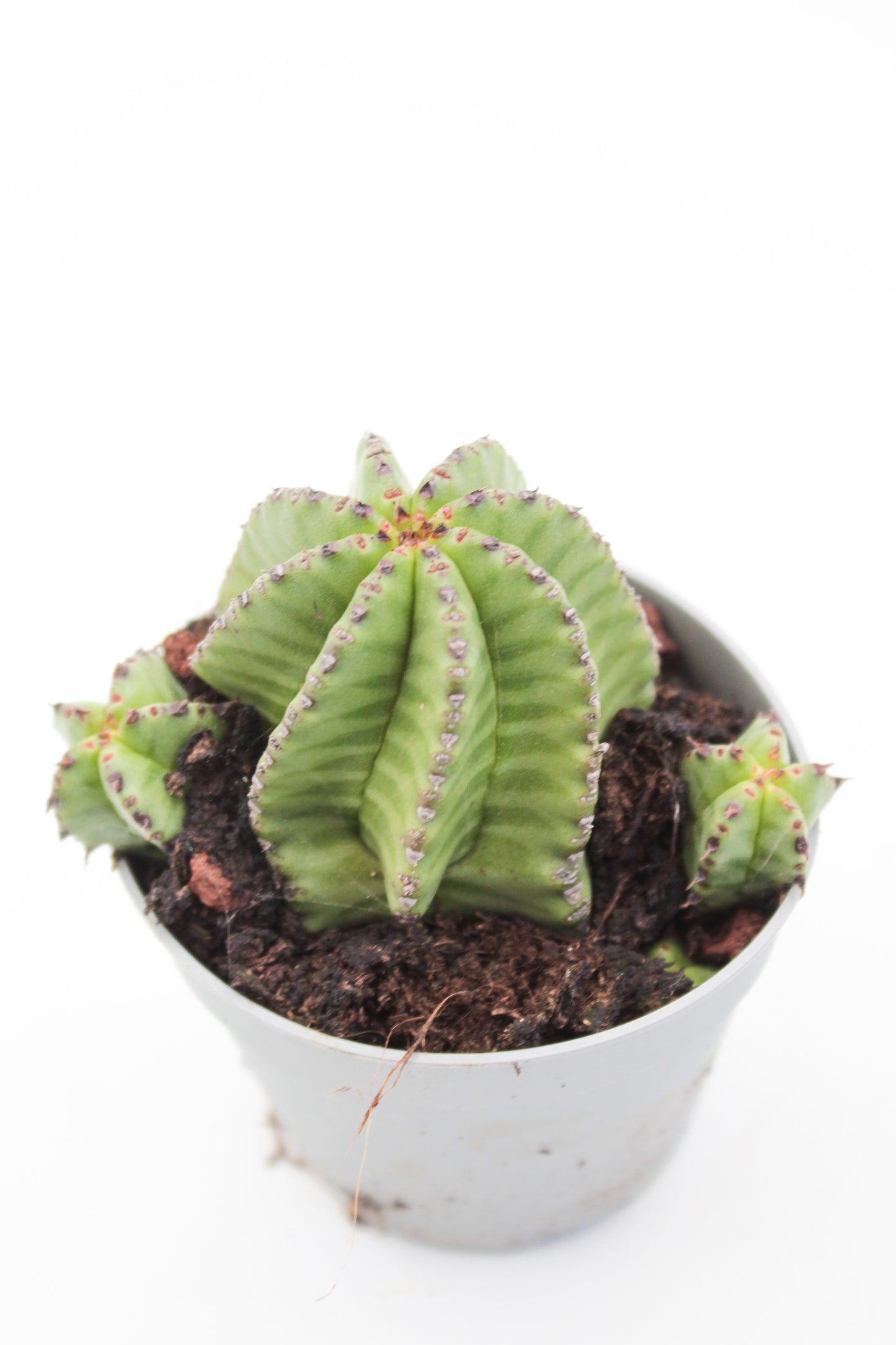 Euphorbia polygona var. anoplia