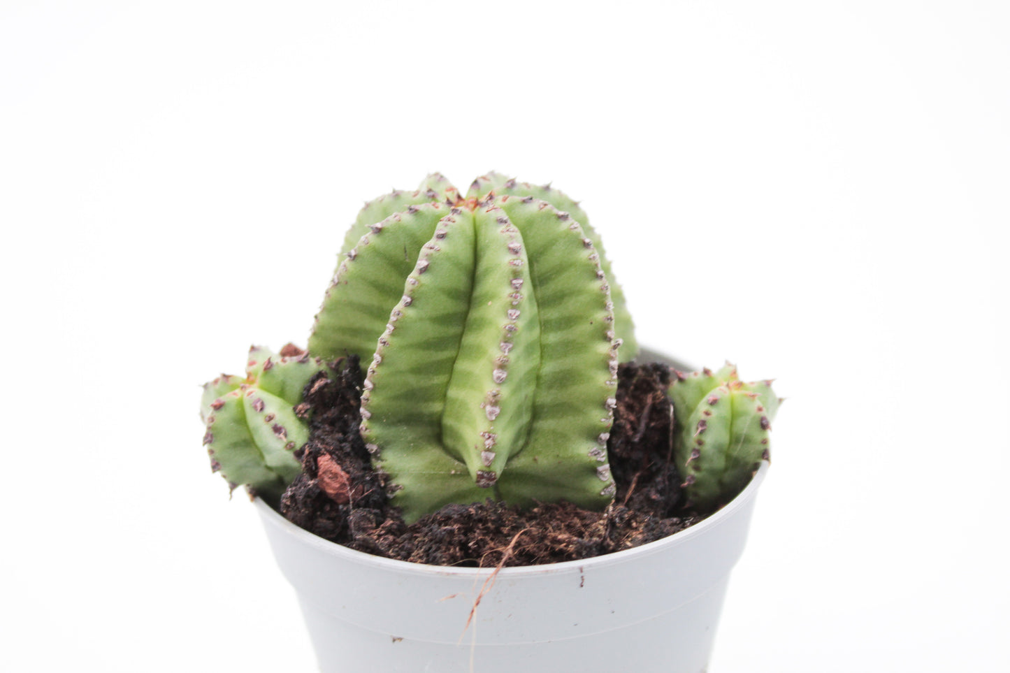 Euphorbia polygona var. anoplia