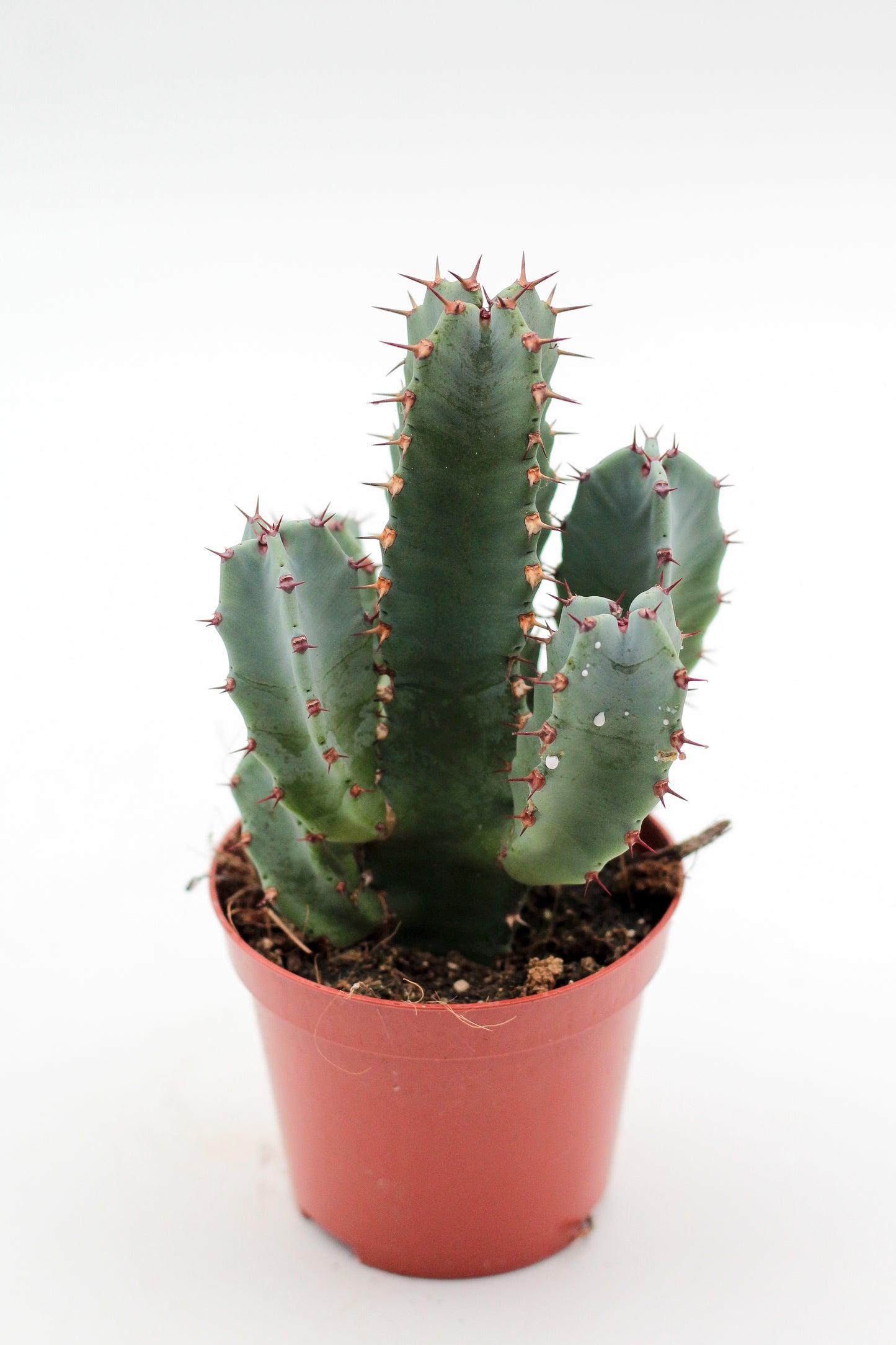 Euphorbia resinifera