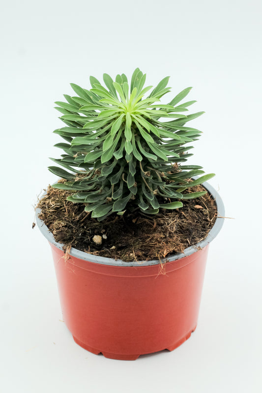 Euphorbia sotetsu kirin