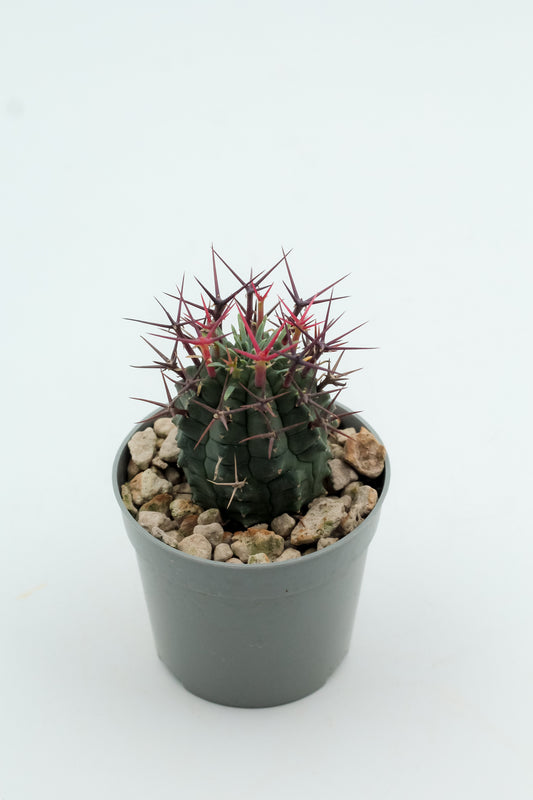 Euphorbia stellispina