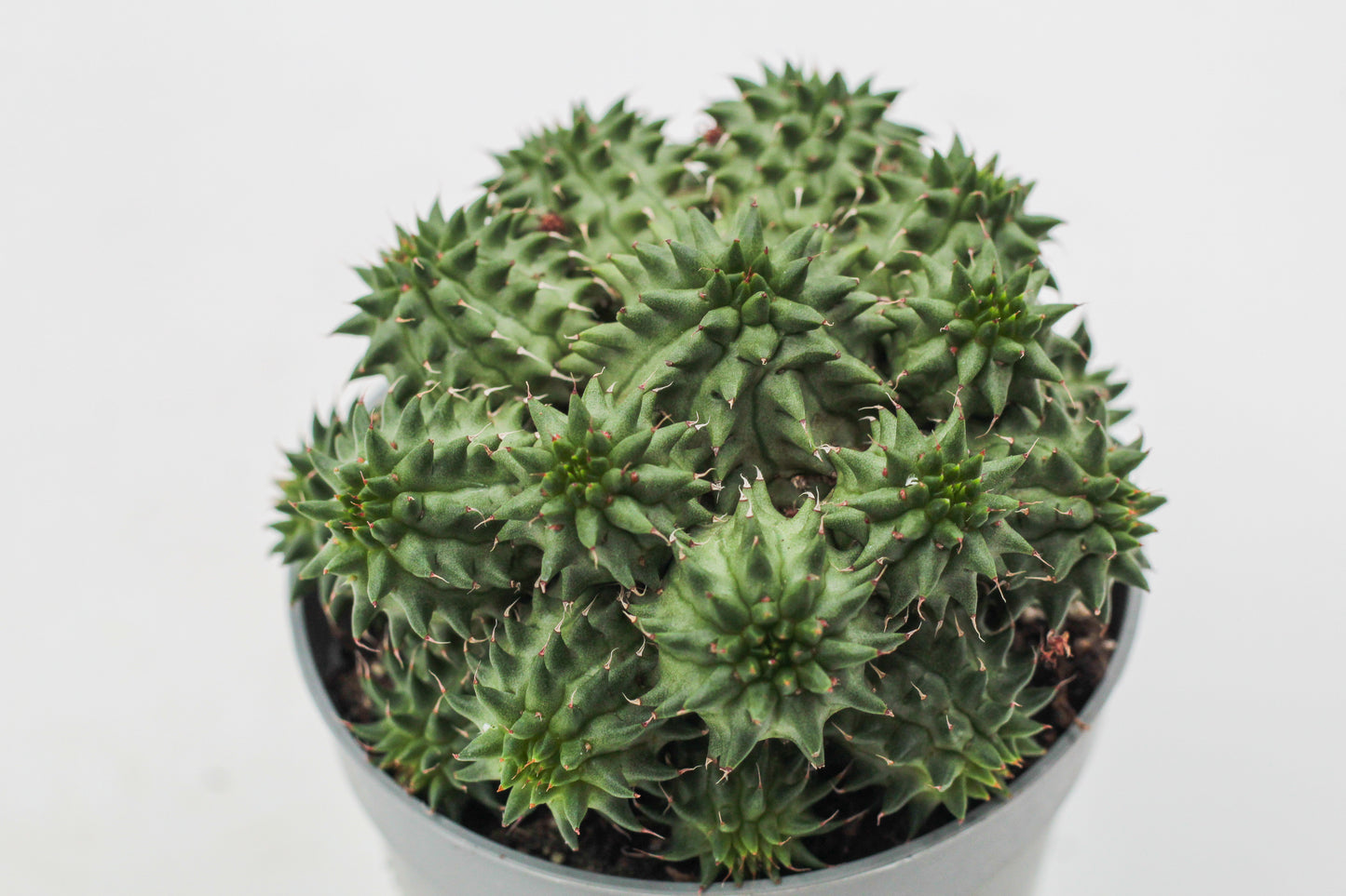 Euphorbia susannae