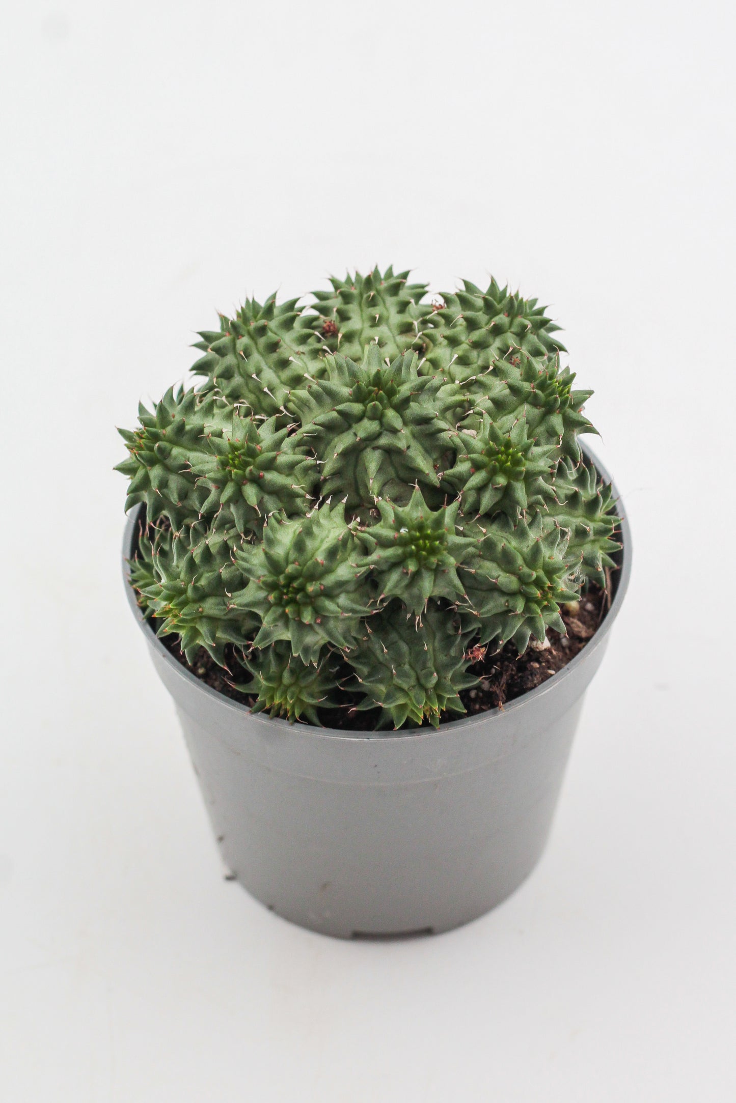 Euphorbia susannae