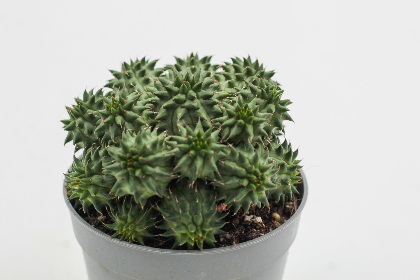 Euphorbia susannae