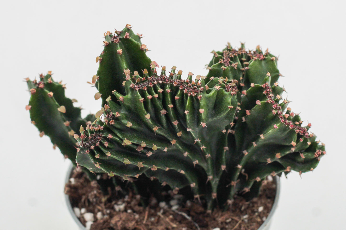 Euphorbia triangularis cristaat
