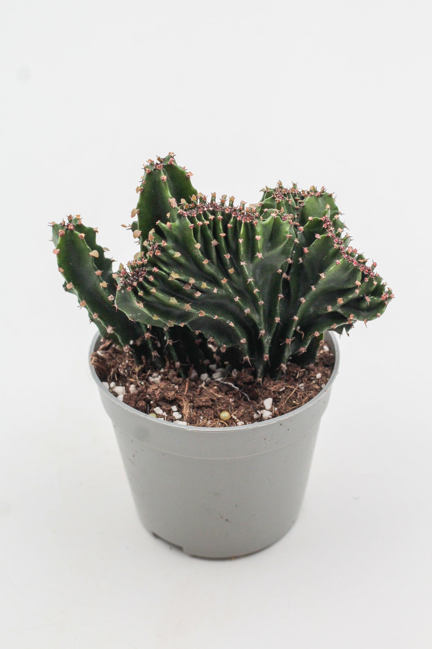 Euphorbia triangularis cristaat