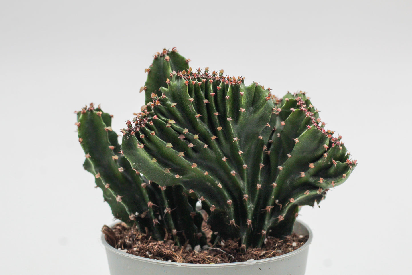 Euphorbia triangularis cristaat