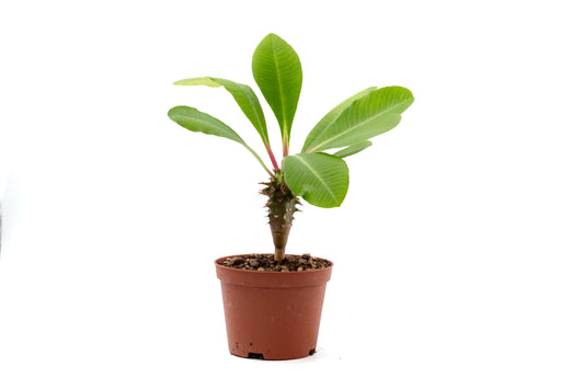Euphorbia viguieri