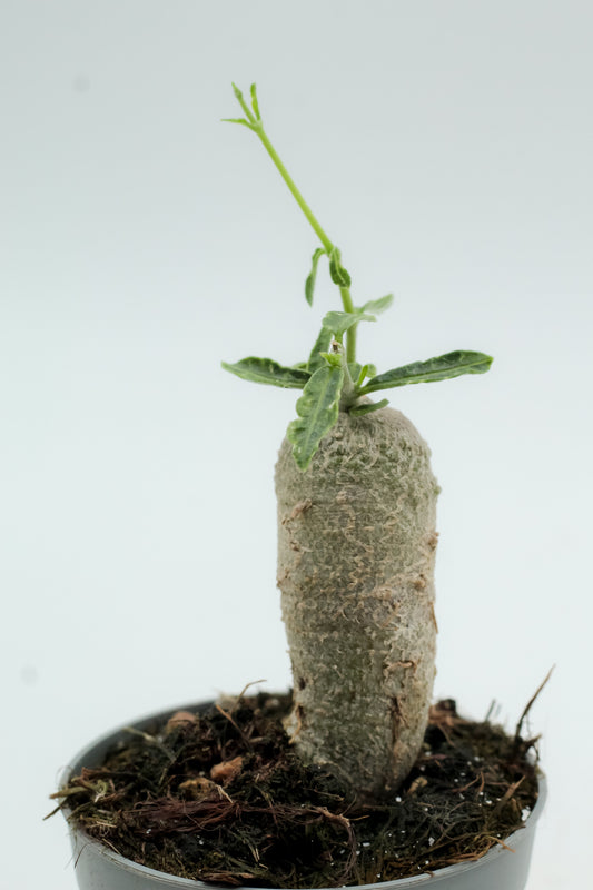 Fockea Edulis