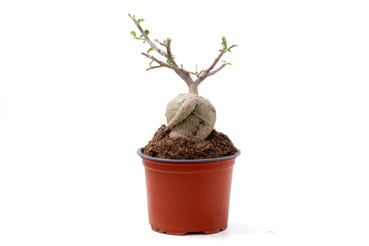 Fockea edulis bonsai