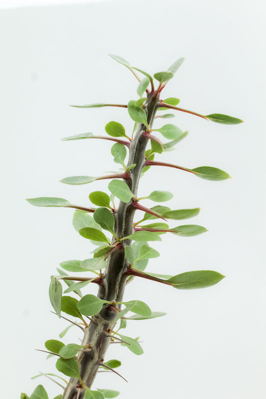 Fouquieria splendens