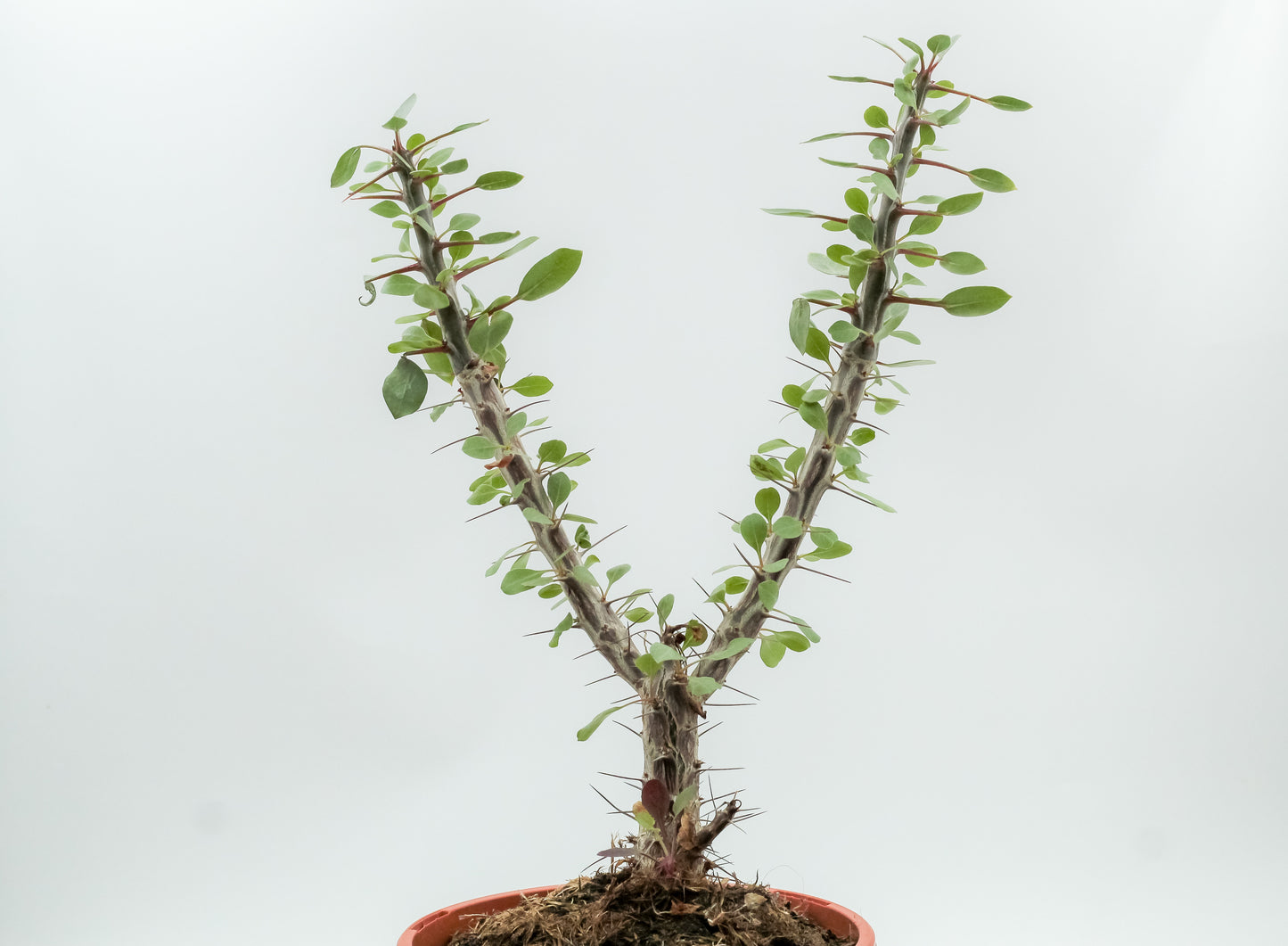 Fouquieria splendens