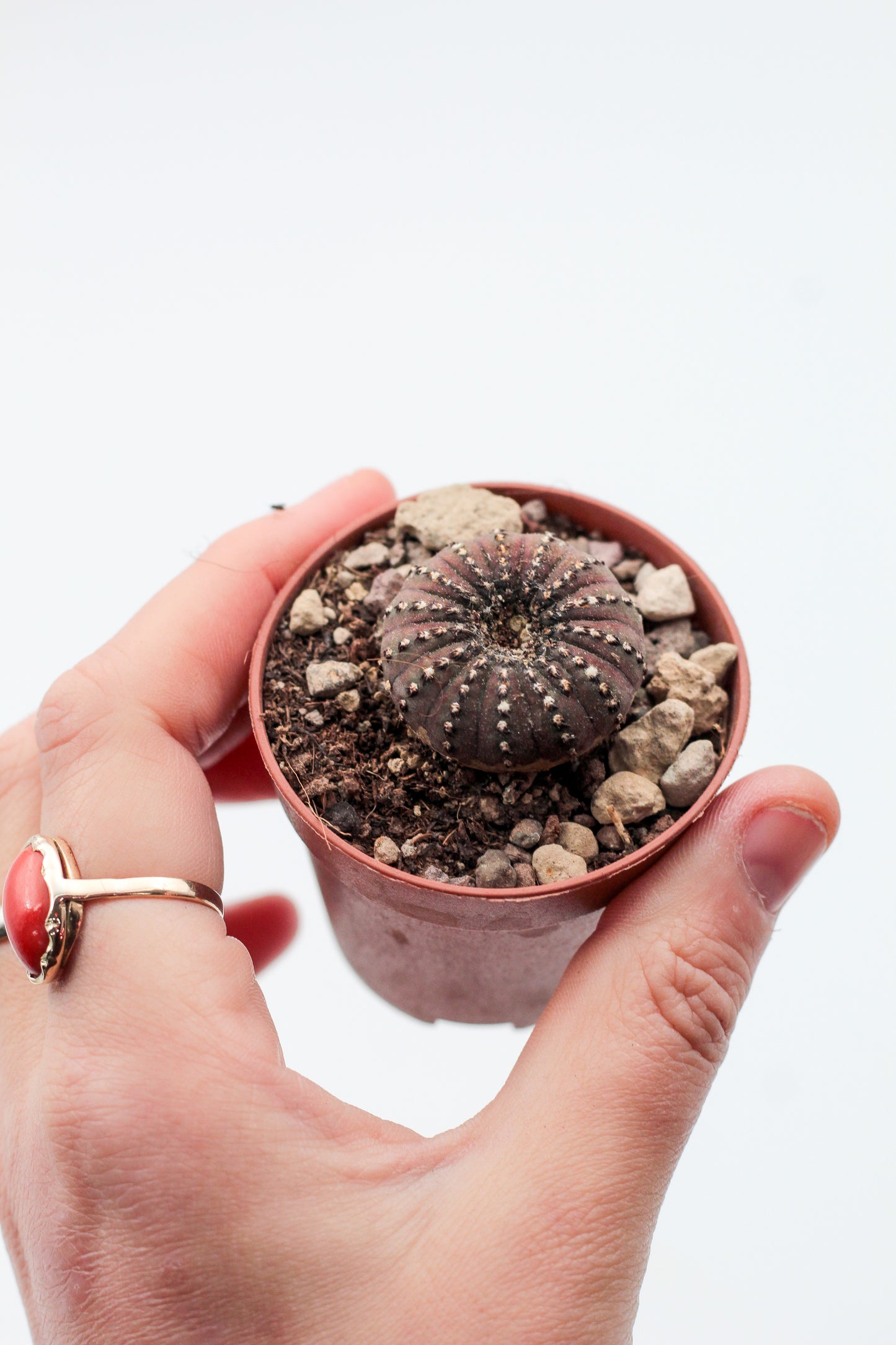 Frailea castanea "Quarai"