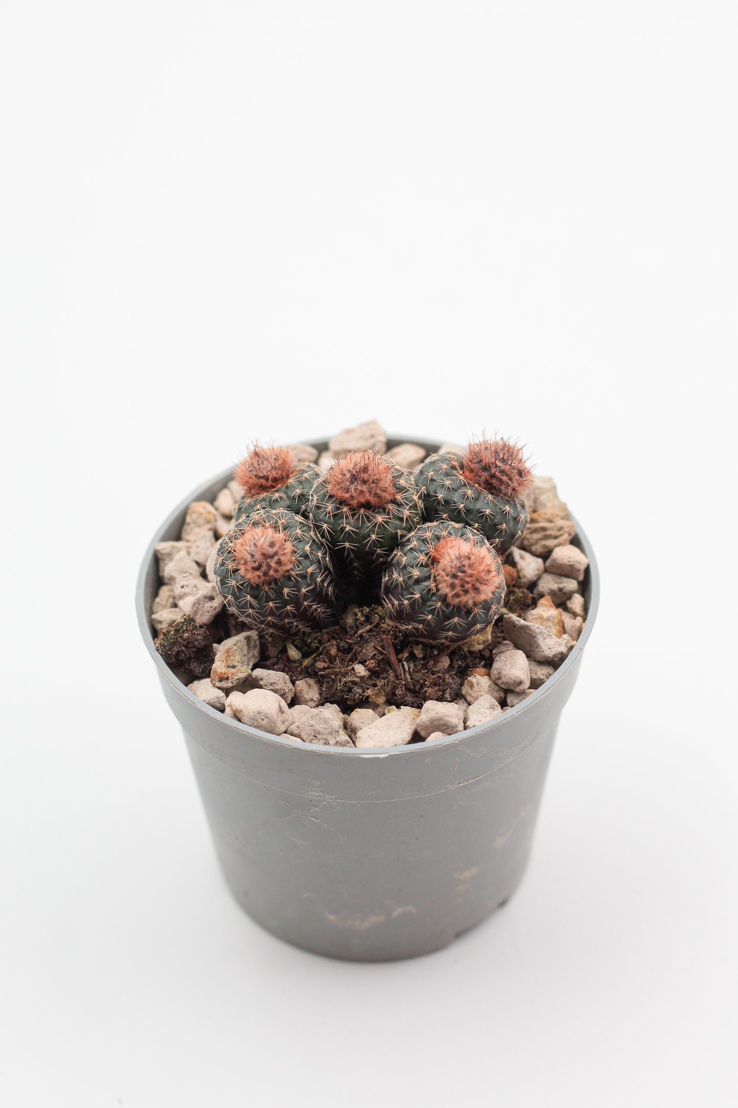Frailea phaeodisca