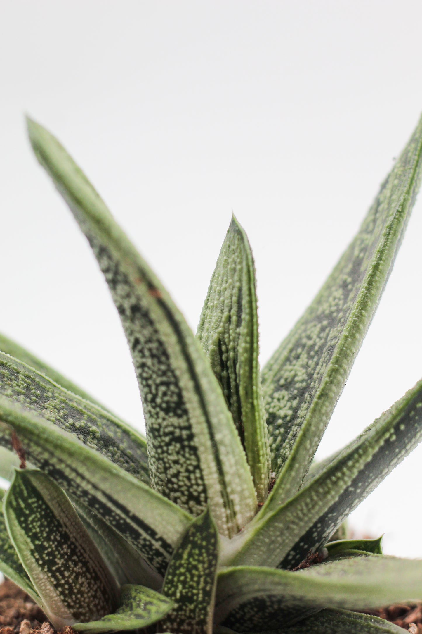 Gasteria Little Warthy