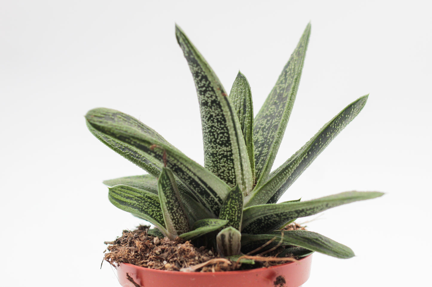 Gasteria Little Warthy