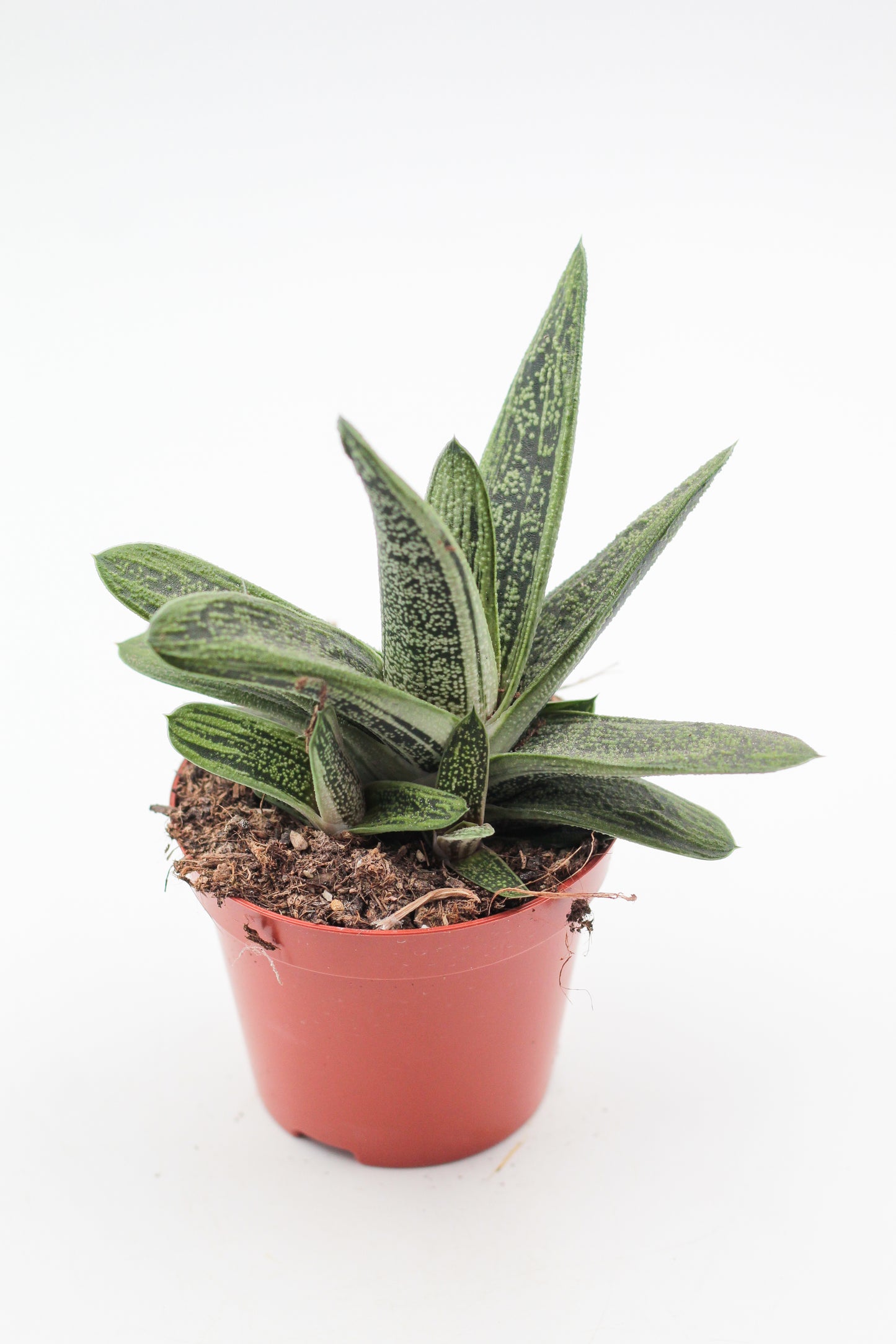 Gasteria Little Warthy