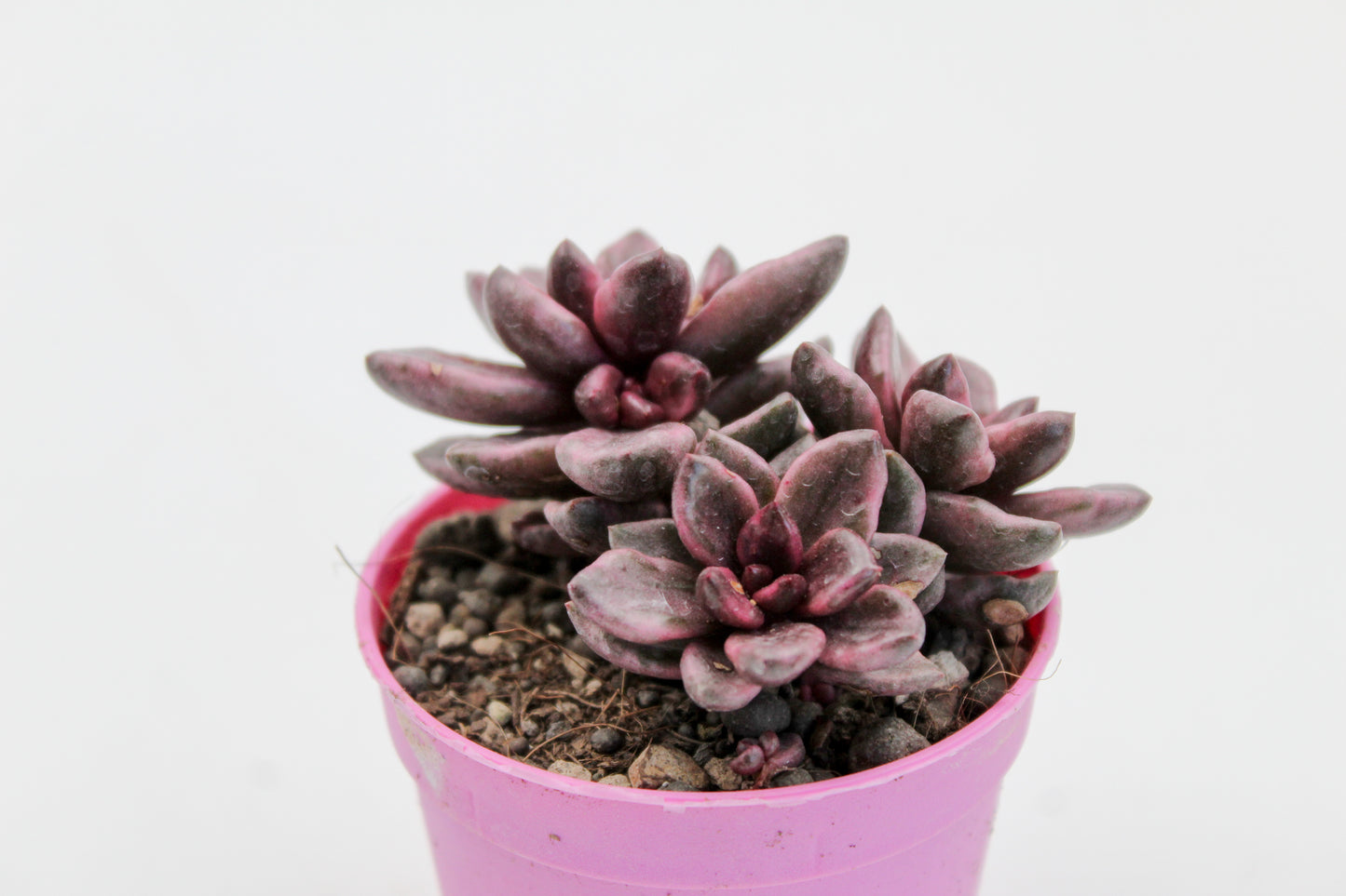Graptopetalum Chocolate and strawberries