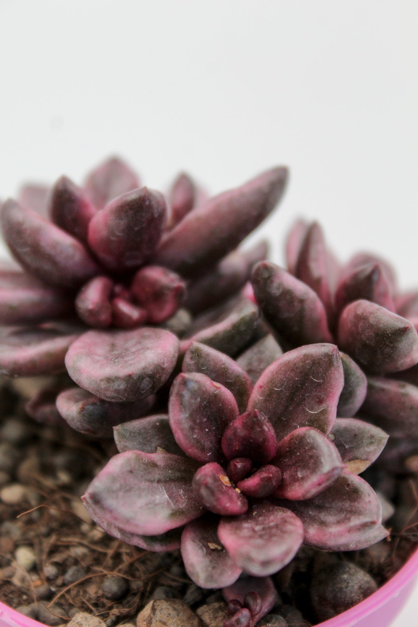 Graptopetalum Chocolate and strawberries