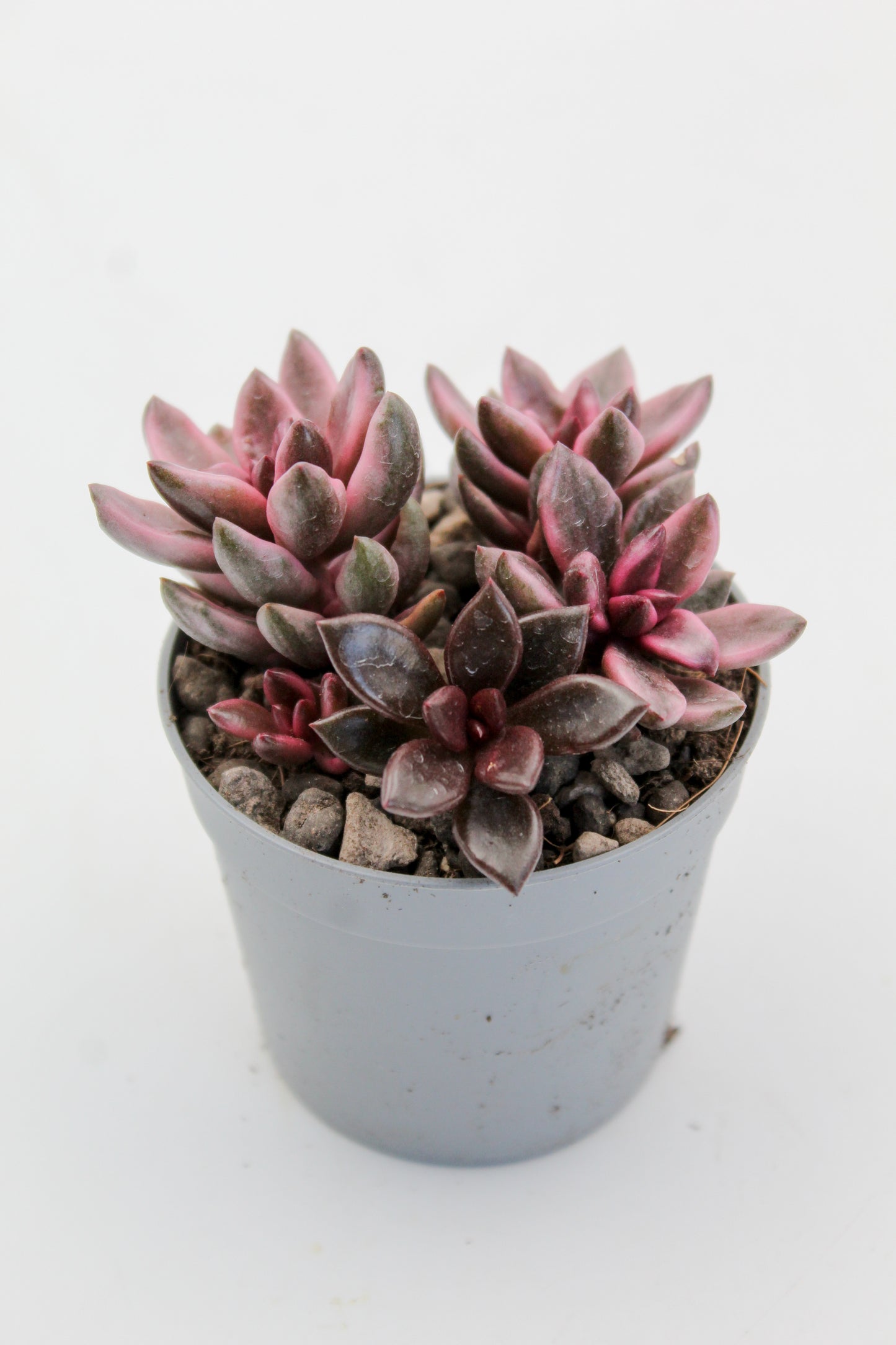 Graptopetalum Chocolate and strawberries