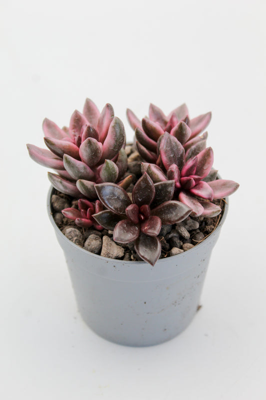 Graptopetalum Chocolate and strawberries