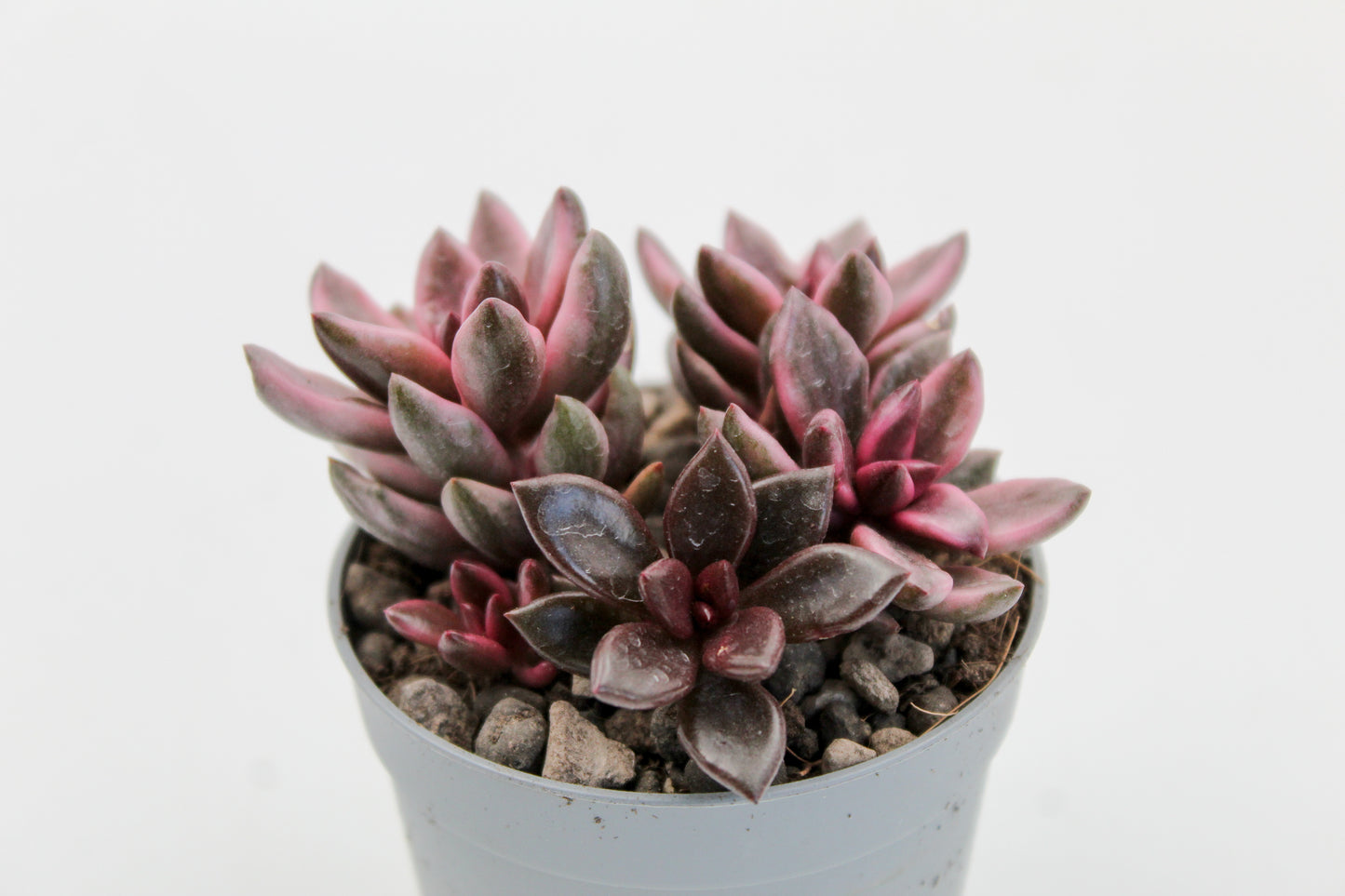 Graptopetalum Chocolate and strawberries