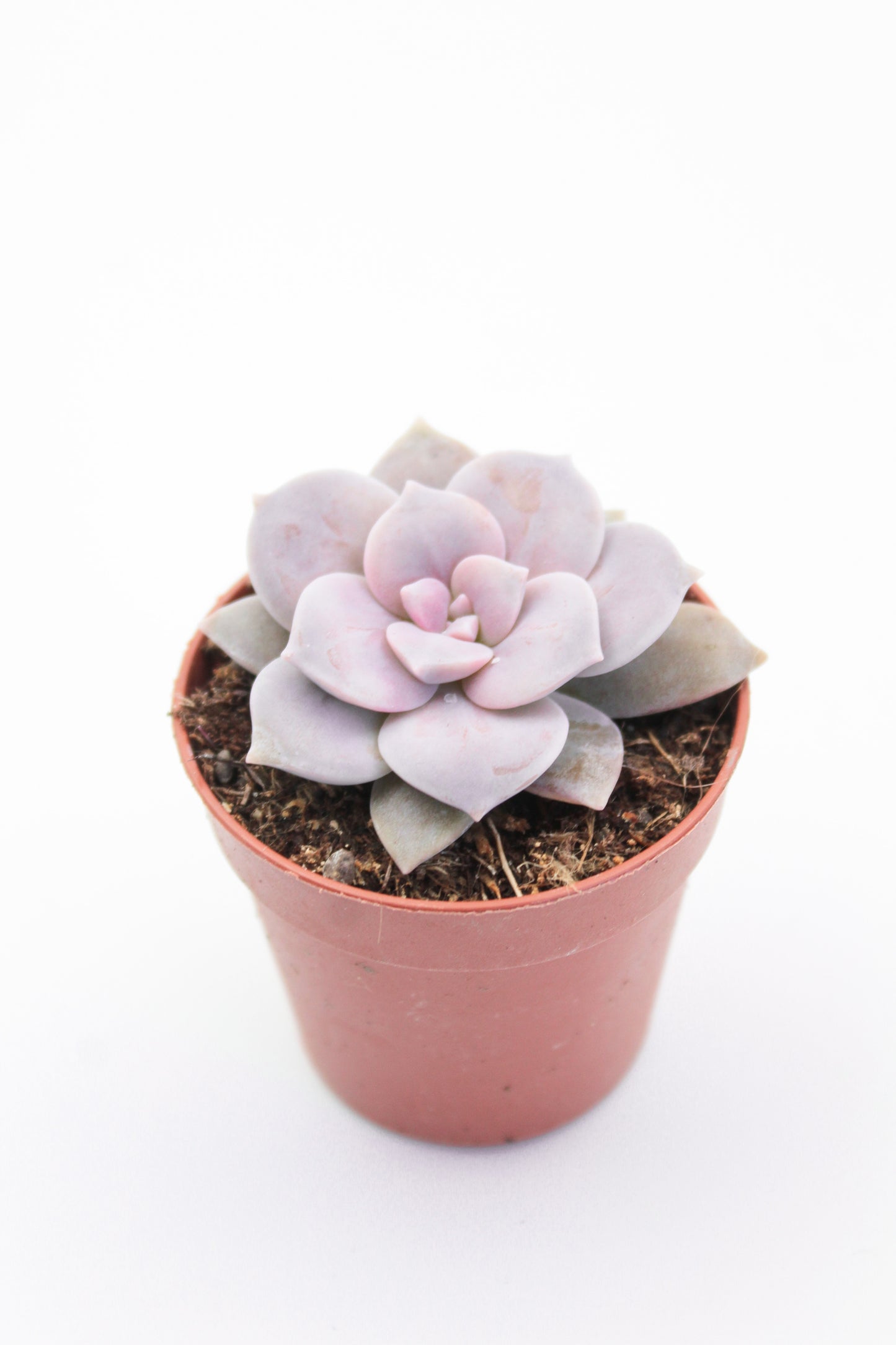 Graptopetalum superbum