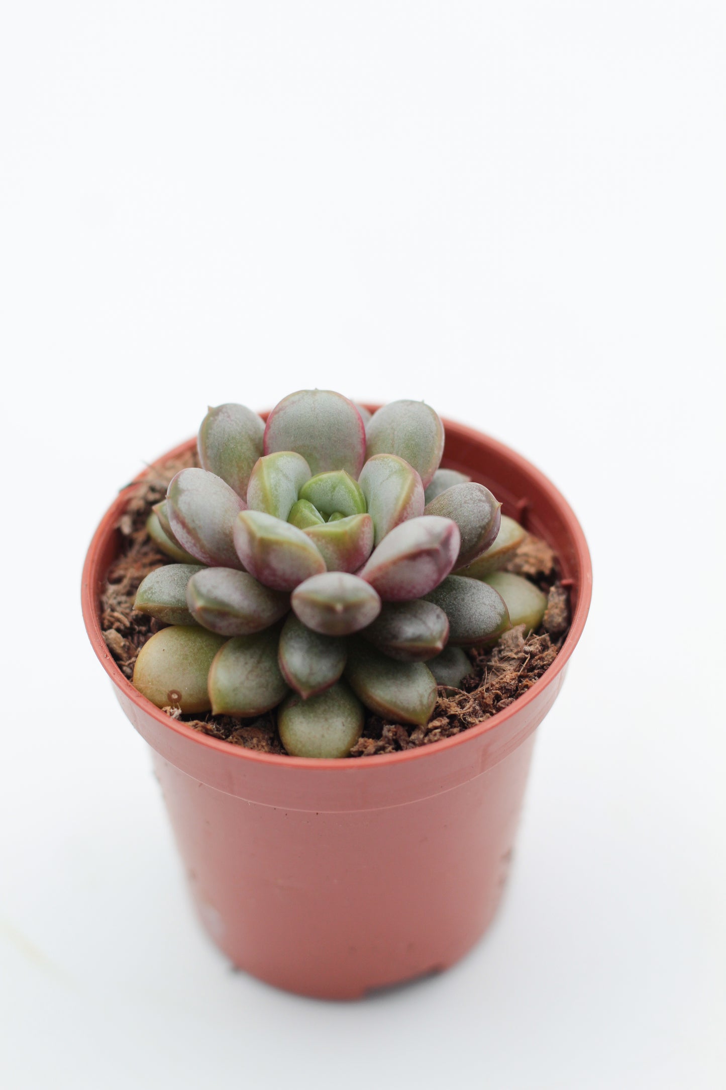 Graptoveria Amethorum