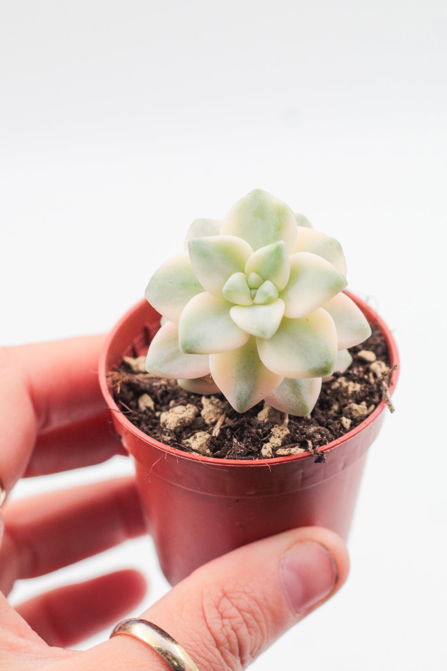 Graptoveria titubans variegata