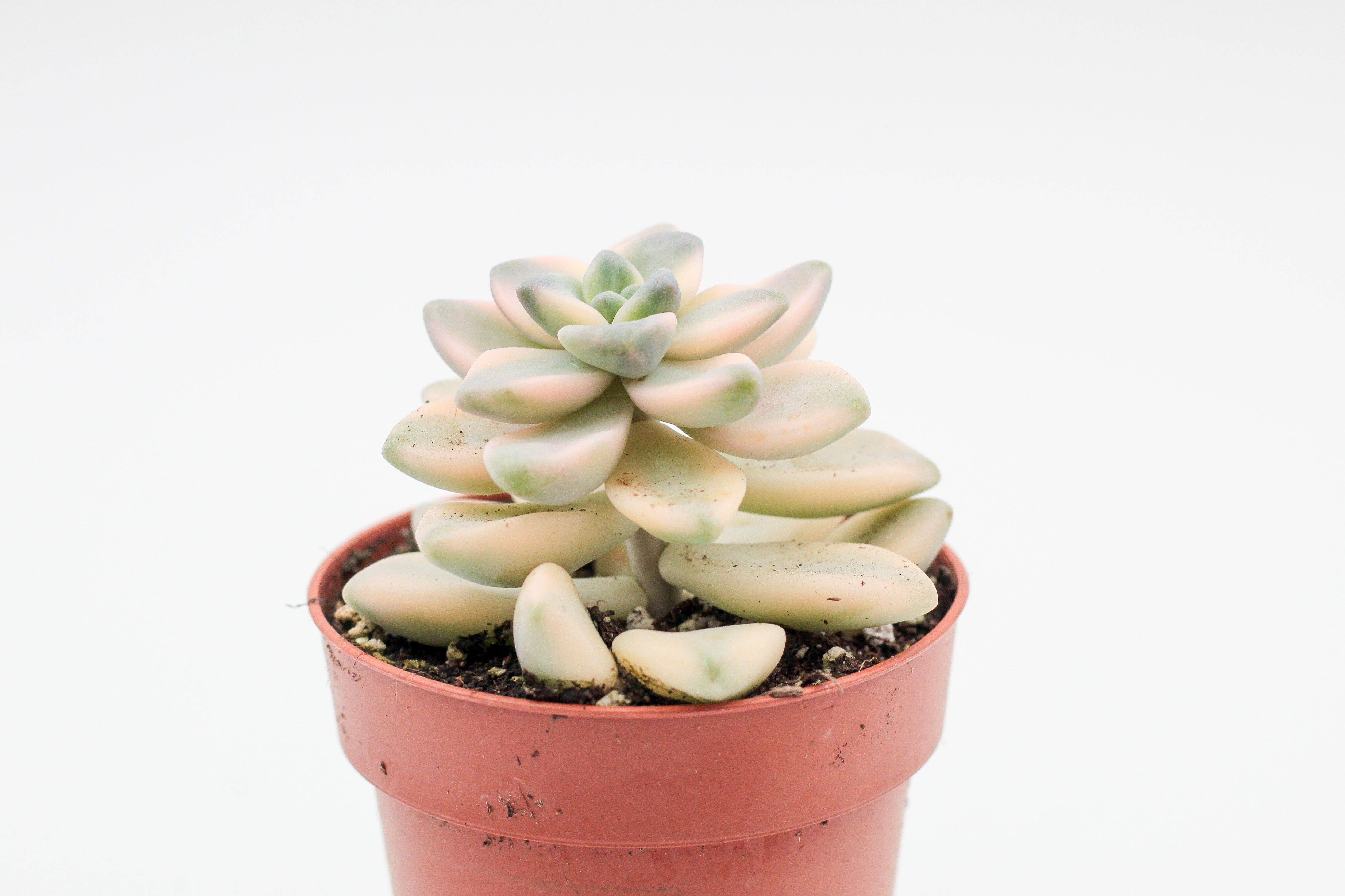 titubans succulent Graptoveria titubans variegata – ikhebeencactus