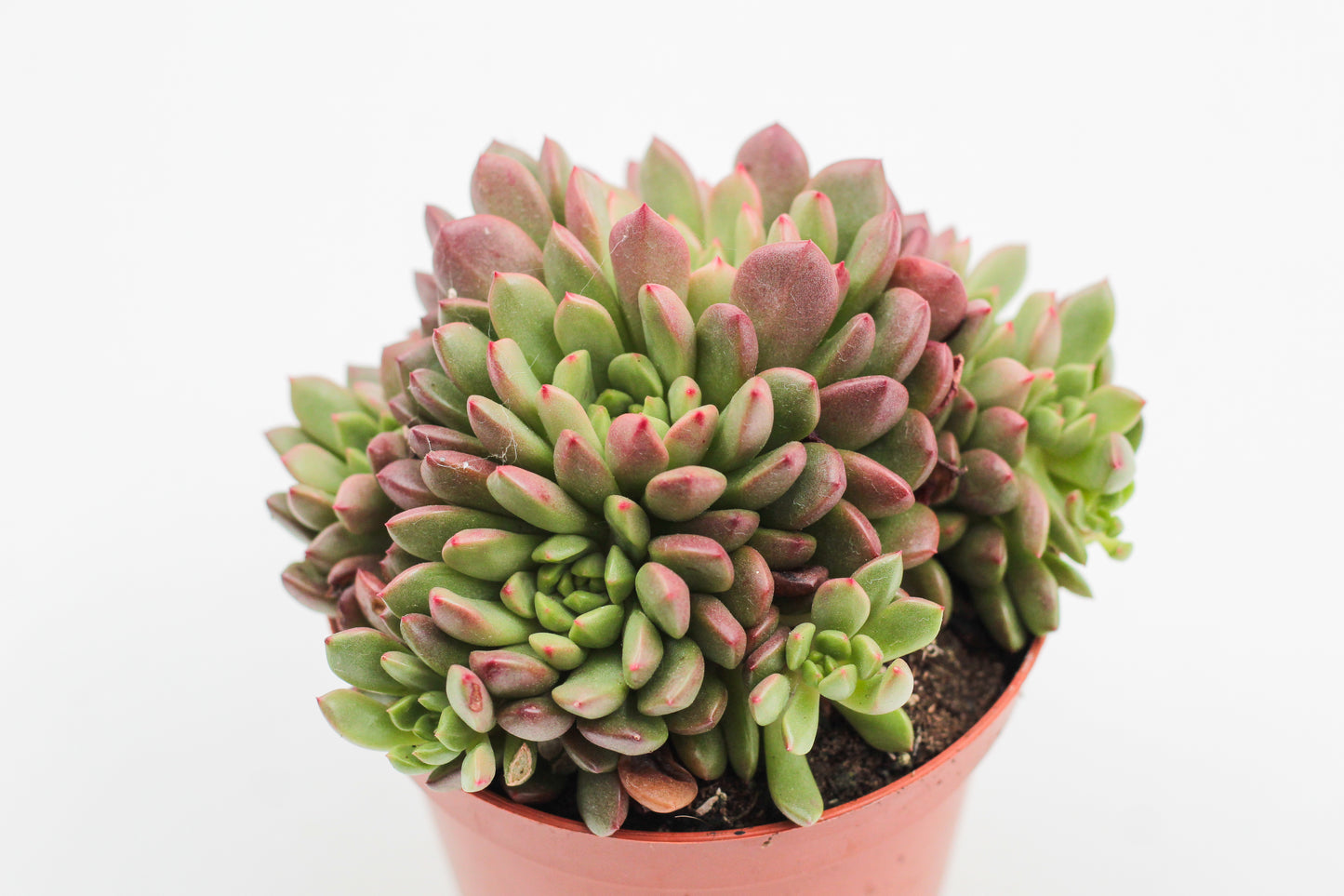 Graptoveria bashful