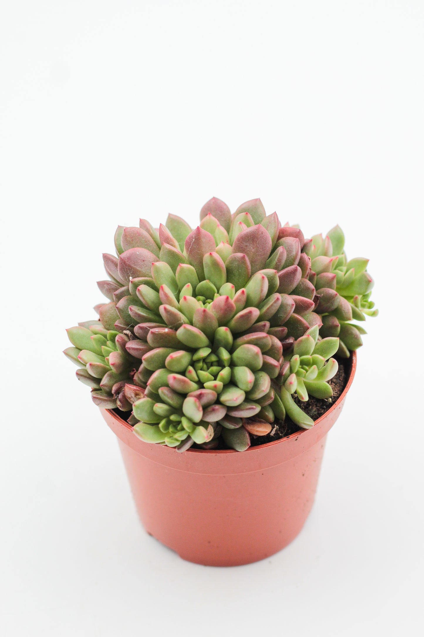 Graptoveria bashful