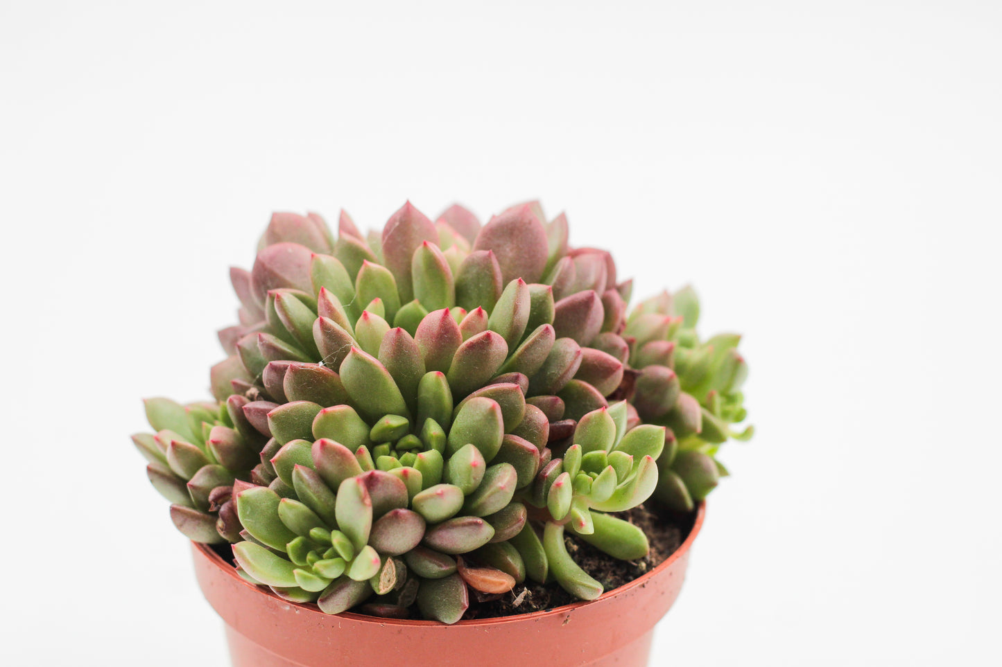Graptoveria bashful