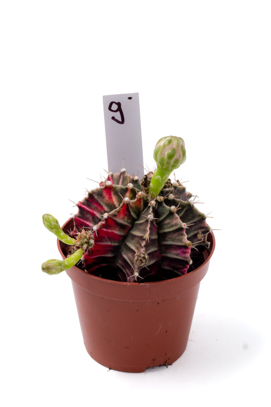 Gymnocalycium mihanovichii variegata Thai hybrid