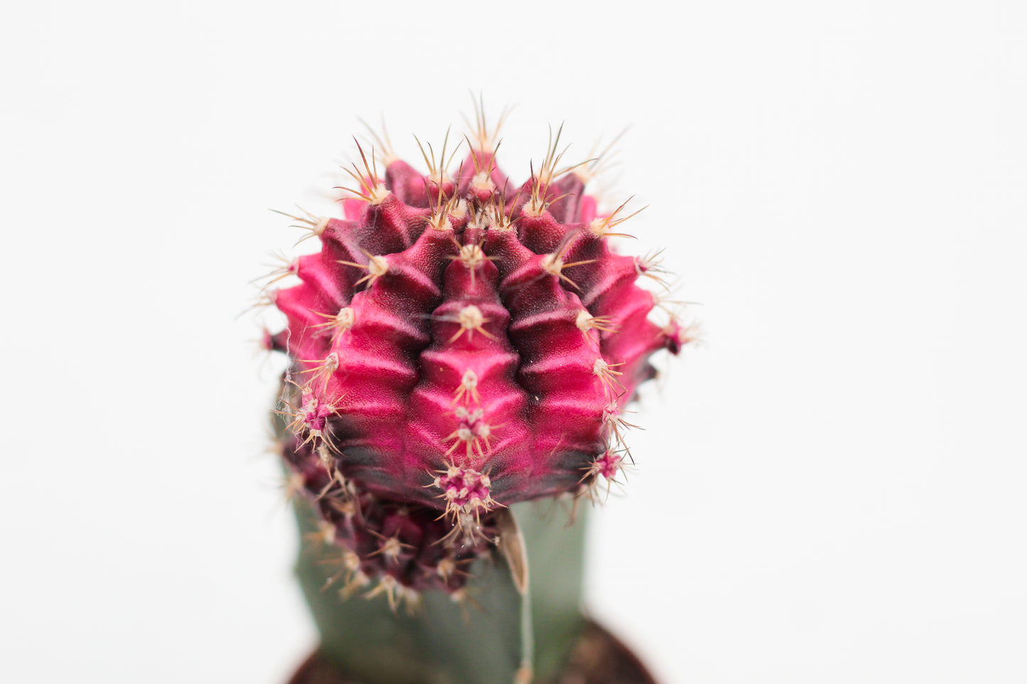 Gymnocalycium hybrid mix