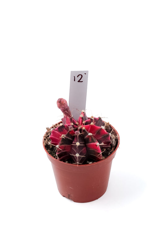 Gymnocalycium mihanovichii variegata Thai hybrid