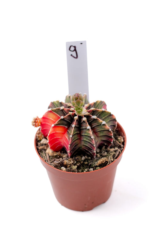 Gymnocalycium mihanovichii variegata Thai hybrid