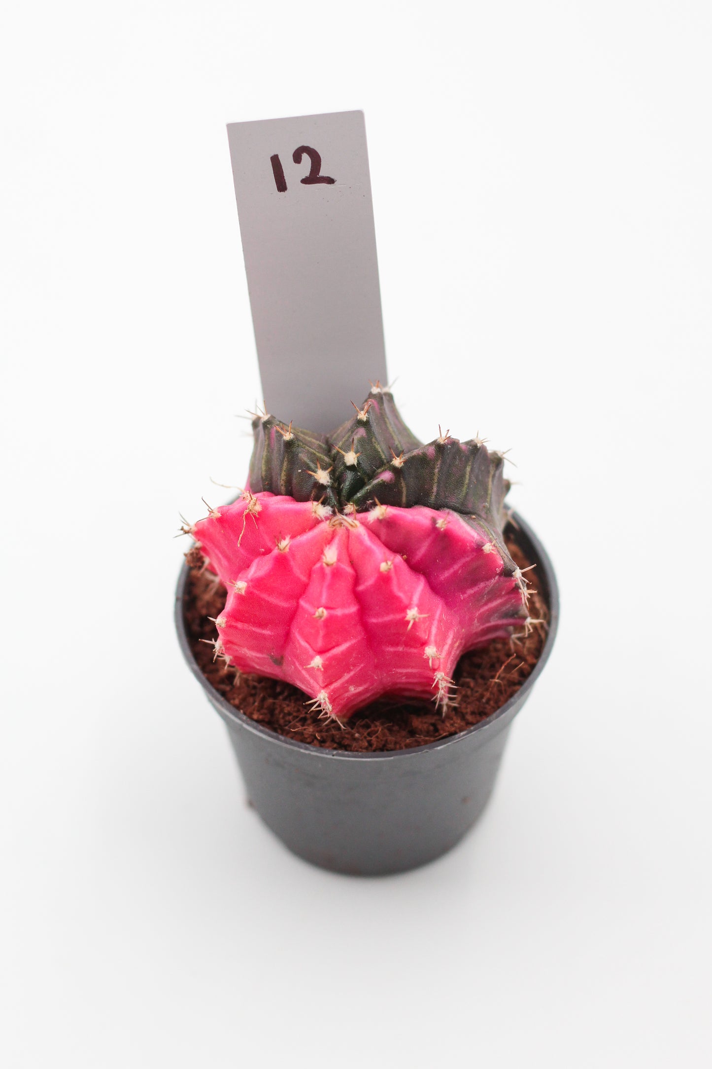Gymnocalycium mihanovichii variegata Thai hybrid