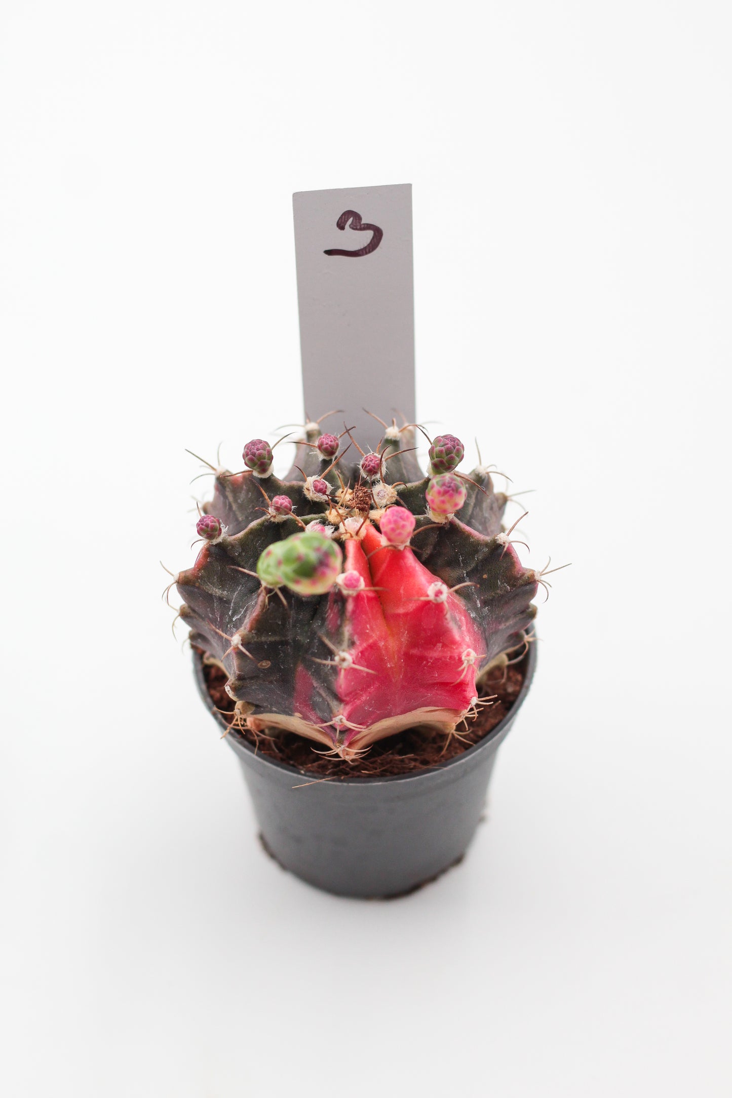 Gymnocalycium mihanovichii variegata Thai hybrid