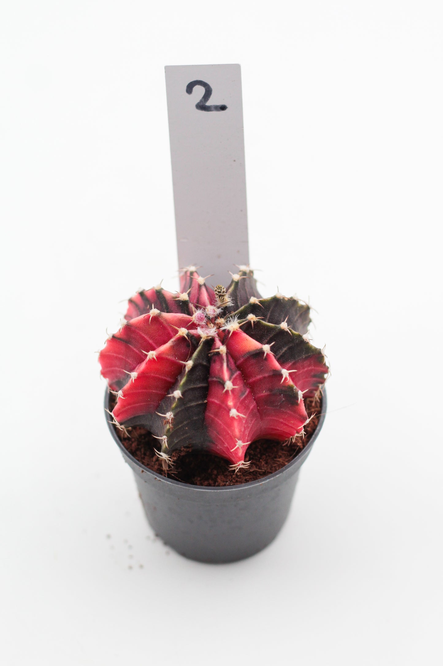 Gymnocalycium mihanovichii variegata Thai hybrid