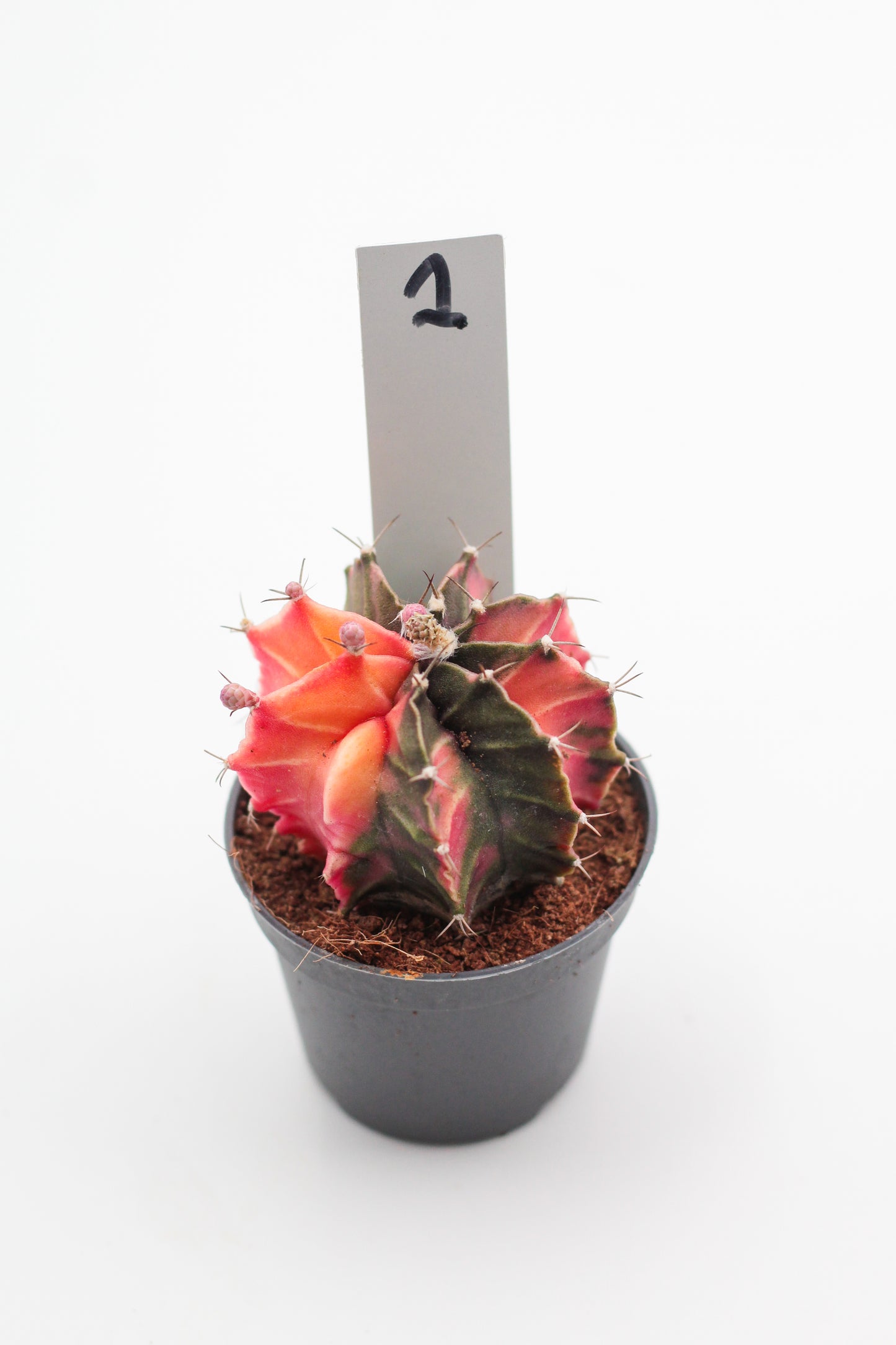 Gymnocalycium mihanovichii variegata Thai hybrid